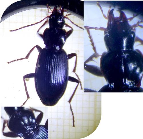 Laemostenus terricola